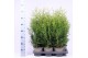 Thuja occ. brabant 