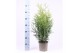 Thuja occ. brabant 
