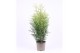 Thuja occ. brabant 