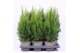 Thuja occ. smaragd 