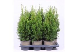 Thuja occ. smaragd