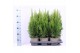 Thuja occ. smaragd 