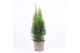 Thuja occ. smaragd 