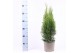Thuja occ. smaragd 