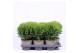Thuja occ. danica 