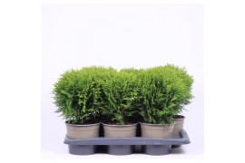 Thuja occ. danica