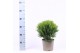 Thuja occ. danica 