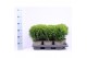 Thuja occ. danica 
