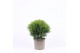 Thuja occ. danica 
