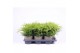 Juniperus x pfitzeriana gold coast 