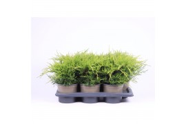 Juniperus x pfitzeriana gold coast