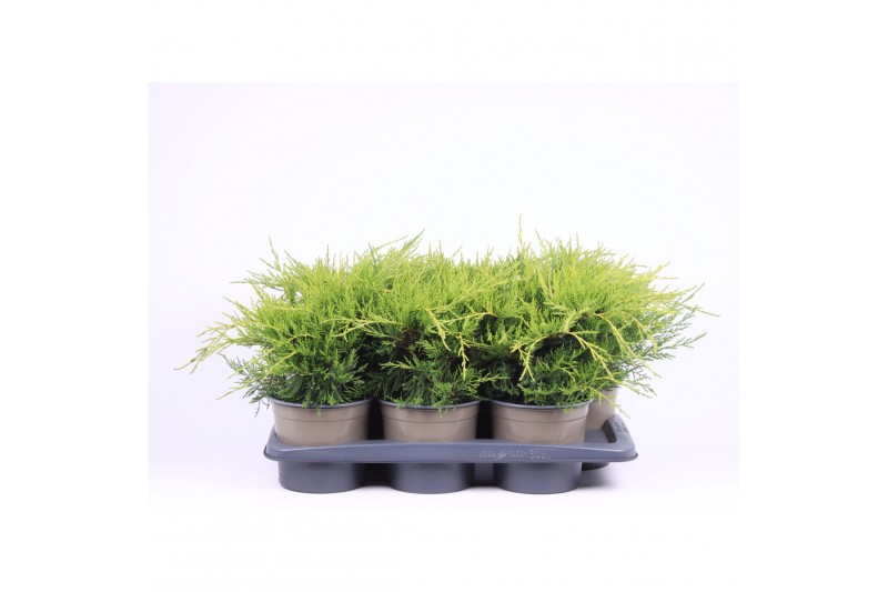 Juniperus x pfitzeriana gold coast 