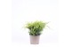 Juniperus x pfitzeriana gold coast 