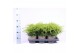 Juniperus x pfitzeriana gold coast 