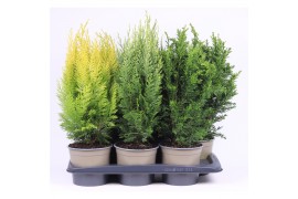 Chamaecyparis mix tray