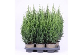 Juniperus chinensis stricta
