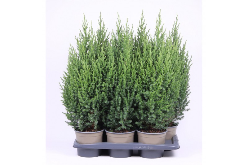 Juniperus chinensis stricta 