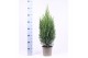 Juniperus chinensis stricta 