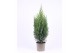 Juniperus chinensis stricta 
