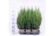 Juniperus chinensis stricta 