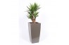 Yucca elephantipes Vertakt - Piza pot Taupe