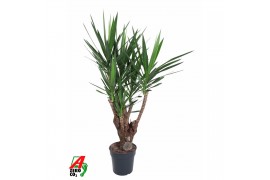 Yucca Vertakt 3-arm