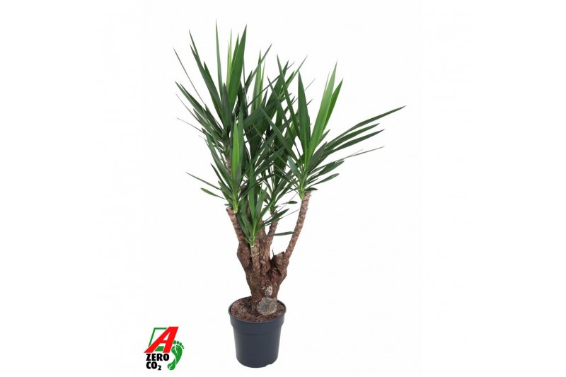 Yucca Vertakt 3-arm 