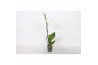 Phalaenopsis white world 1 tak - 9+ bloemen