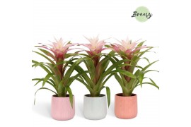 Guzmania Deseo Magical White Belize keramiek
