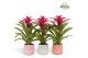 Guzmania deseo pink Belize keramiek 