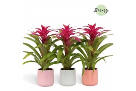 Guzmania deseo pink Belize keramiek