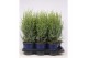 Juniperus communis arnold 