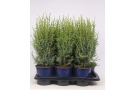 Juniperus communis arnold