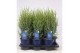 Juniperus communis arnold 