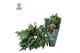 Phlebodium aureum davana Air So Pure, Hangpot 
