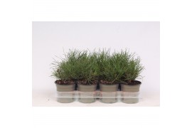 Pinus mugo pumilio
