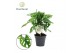 Monstera adansonii monkey leaf 