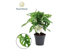Monstera adansonii monkey leaf