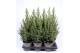 Picea glauca conica 