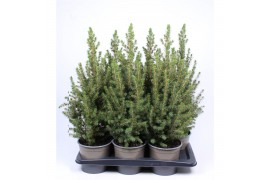 Picea glauca conica