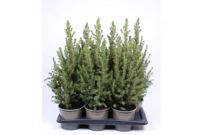 Picea glauca conica 