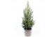 Picea glauca conica 