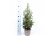 Picea glauca conica 