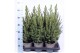 Picea glauca conica 