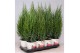 Juniperus chinensis stricta in smartcup christmas 
