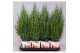 Juniperus chinensis stricta in smartcup christmas 
