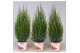 Juniperus chinensis stricta in smartcup christmas 