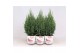 Juniperus chinensis stricta in smartcup christmas 