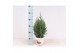 Juniperus chinensis stricta in smartcup christmas 