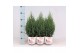 Juniperus chinensis stricta in smartcup christmas 